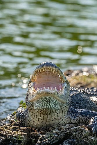 USA-Louisiana-Lake Martin Close-up of alligator cooling off Animals Print